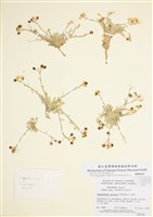 藏品(北囊芥)的圖片